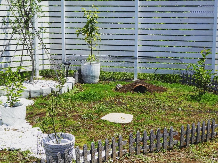 sulcata tortoise outdoor habitat with clay pipe burrow hide