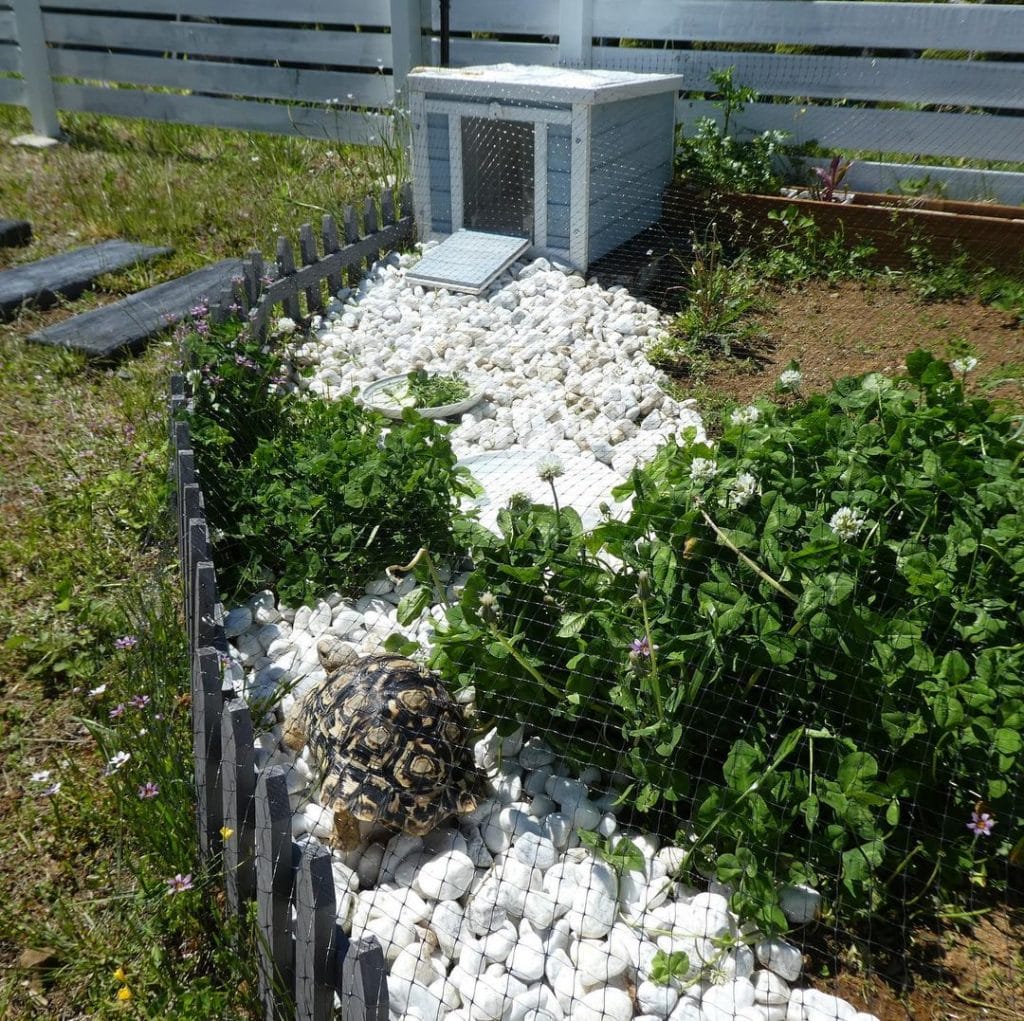 desert tortoise outdoor habitat with white stones and basking zones