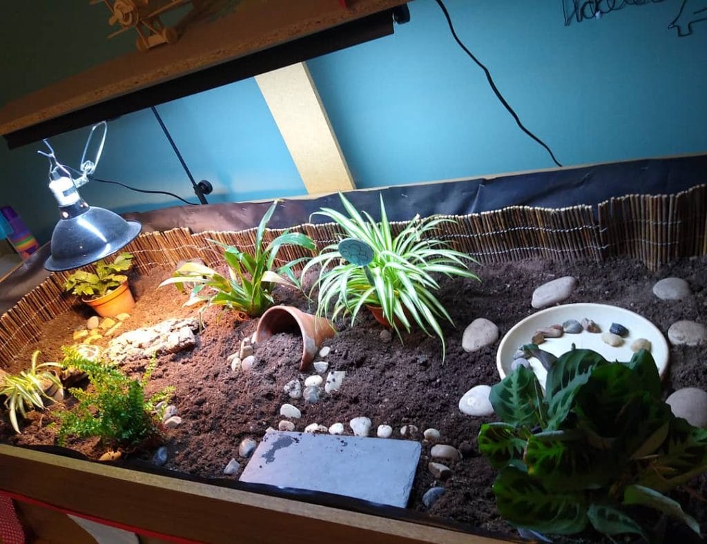 naturalistic garden style tortoise table with live plants soil and rocks