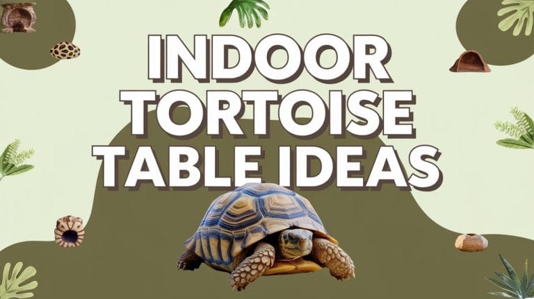 stylish indoor tortoise table habitat with plants and natural substrate
