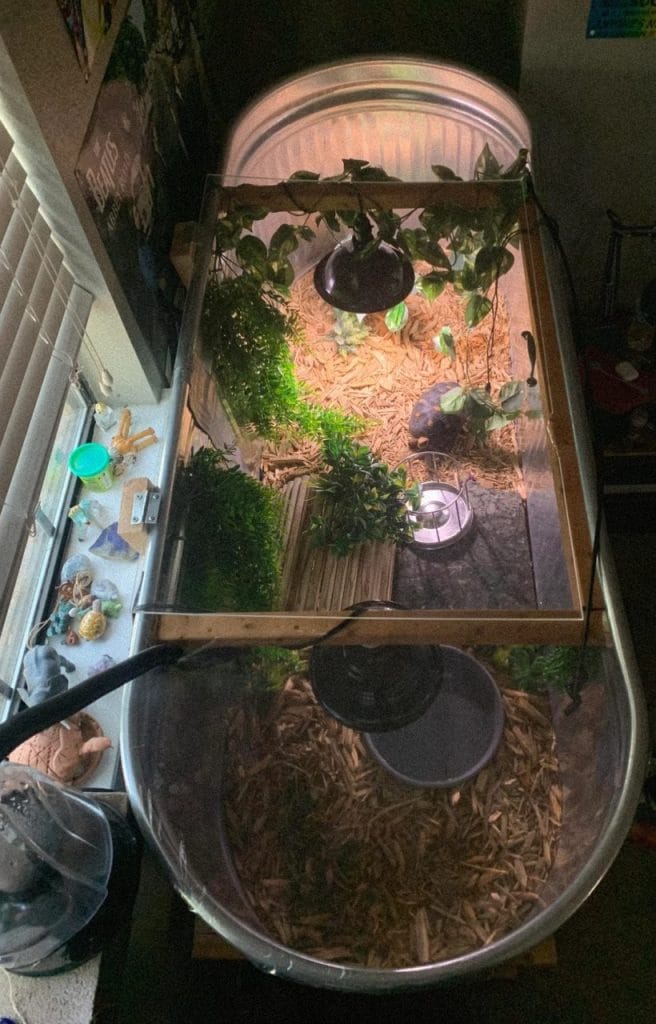 Indoor sulcata tortoise enclosure using galvanized stock tank with jungle plants and dome heat lamp