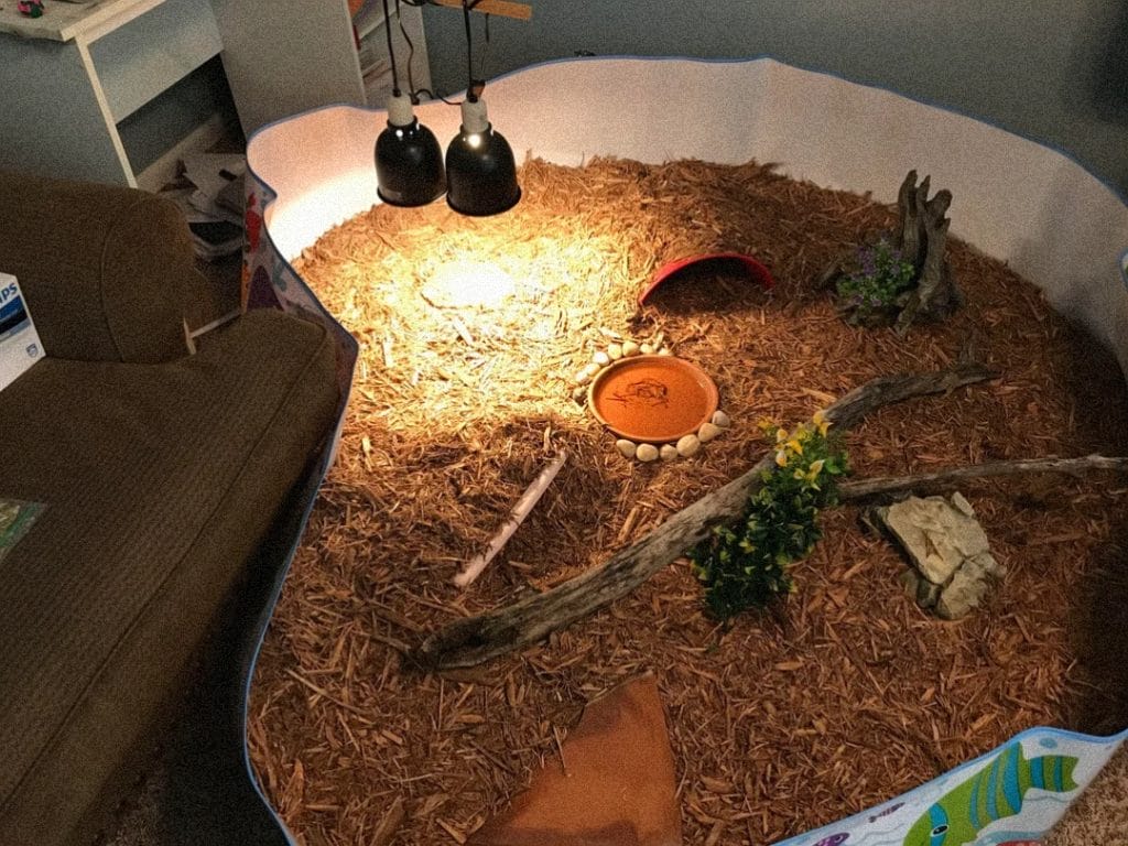 Budget DIY indoor tortoise enclosure using a kiddie pool with mulch and hanging heat lamp
