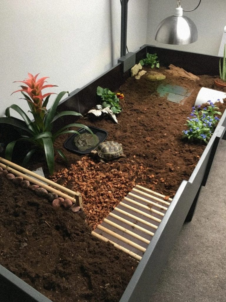 Sleek urban indoor tortoise enclosure with black frame, bamboo bridges, soil zones, and colorful plants