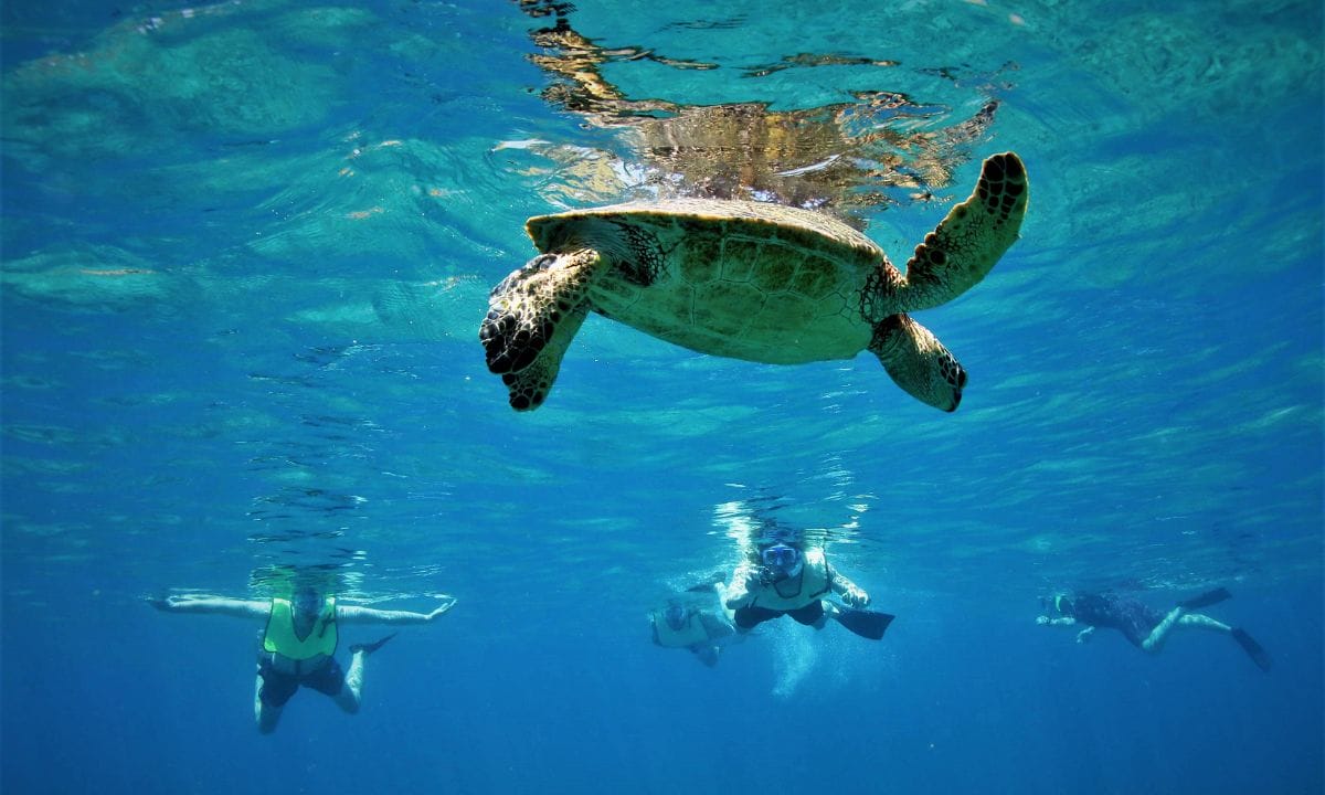Hawaiian green sea turtle (honu) drifting through clear water off Maui's Kahekili Beach