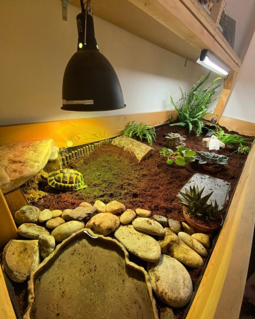 Naturalistic indoor Hermann tortoise enclosure with wooden table, river stones, live plants, and T5 UVB tube