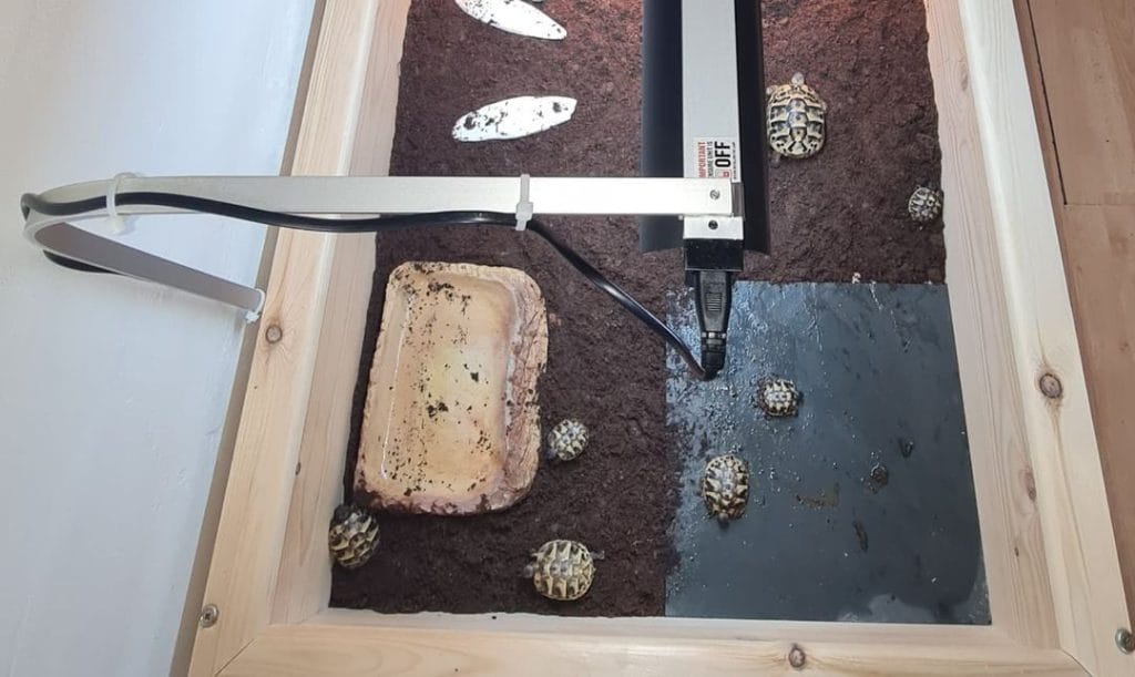 Minimalist indoor tortoise enclosure with slate tile basking zone, coco fiber substrate, and T5 UVB tube