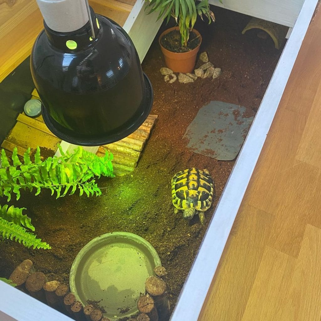 Compact jungle corner indoor tortoise habitat with log hide, ferns, and ceramic tile basking spot