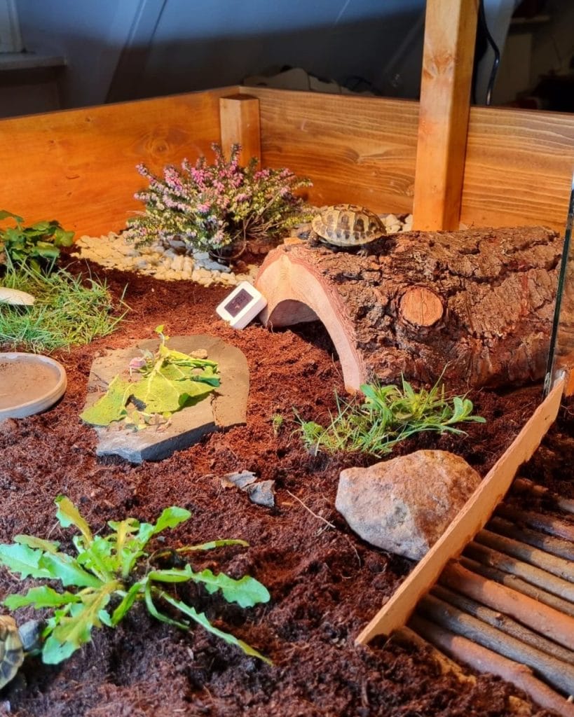 Naturalistic indoor tortoise enclosure with log tunnel, thermometer, live flowers, and smooth stone path