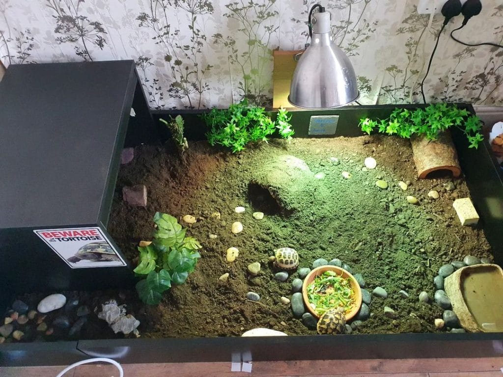 Clean indoor Hermann tortoise table with basking zone, shaded hide, live plants, and stone path