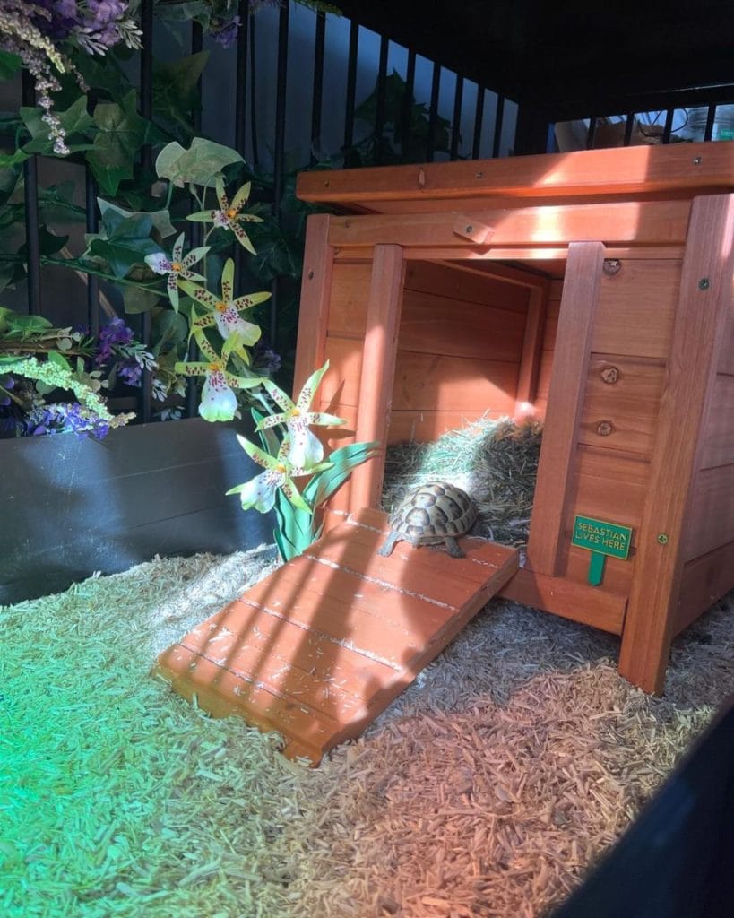 Small cottage-style indoor tortoise enclosure with wooden house, ramp, and silk flower decorations