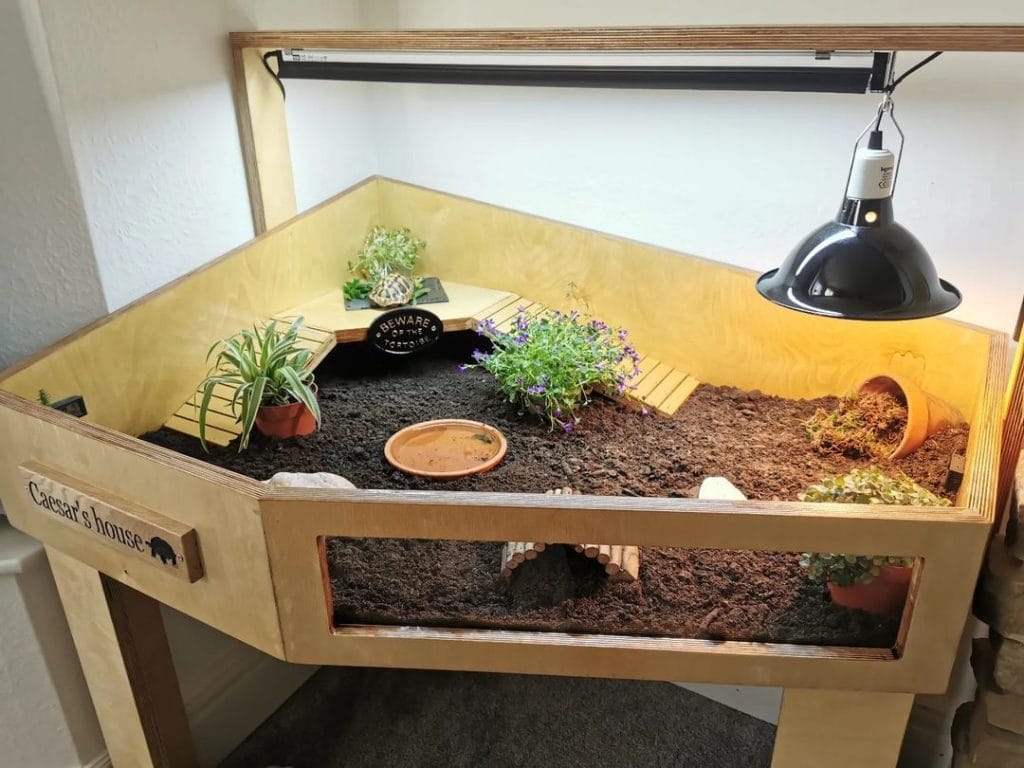 Custom DIY wood tortoise enclosure with nameplate, tunnels, and live plants