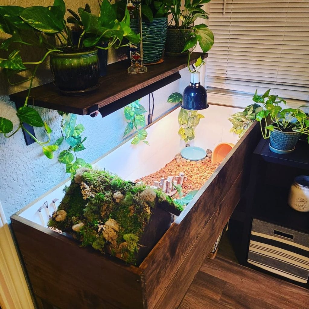 tropical bioactive tortoise table with trailing plants and moss
