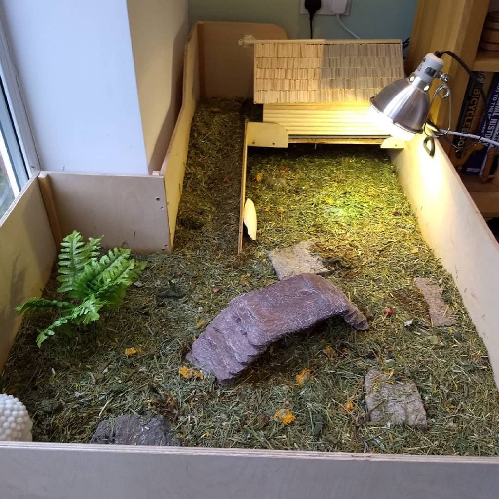simple hay floor tortoise table with flat rock and heat lamp