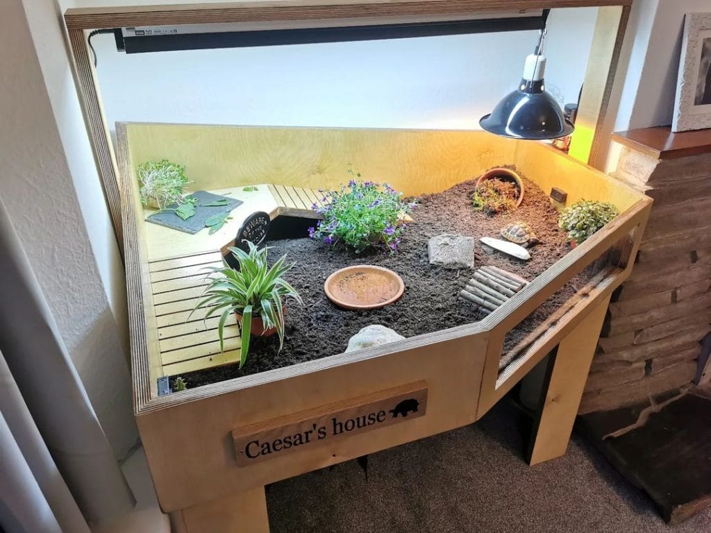 custom furniture grade tortoise table with engraved name and live plants