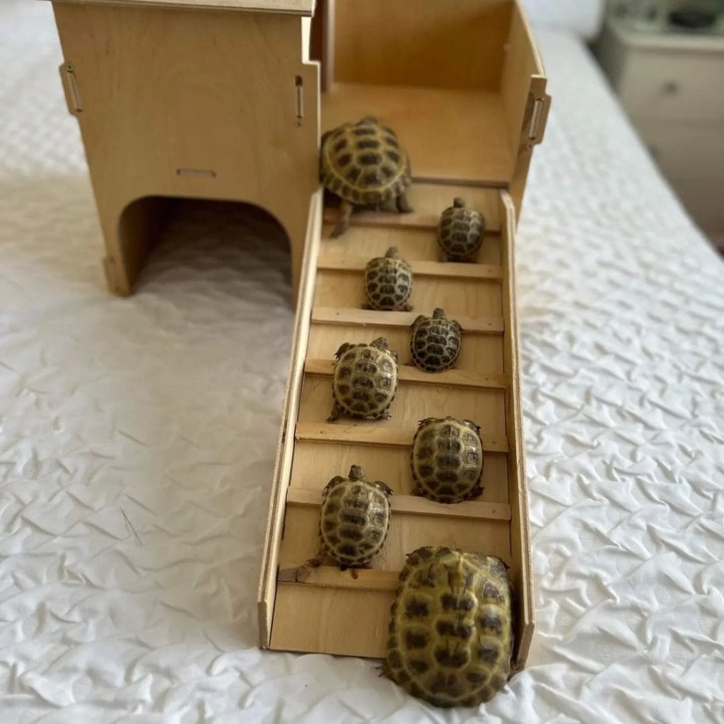 wooden ramp hide box with multiple baby tortoises climbing