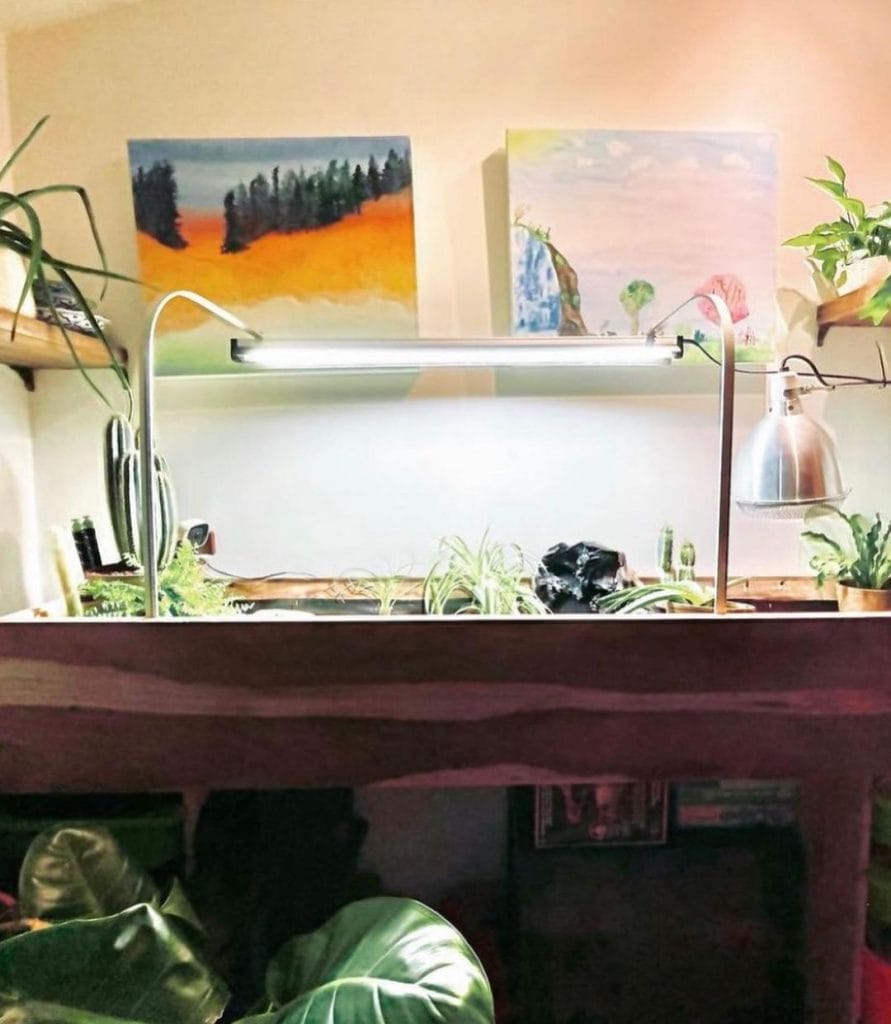 living room tortoise table on shelf with plants artwork and UVB lighting