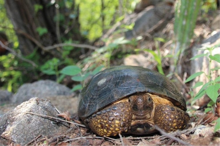 Gopherus evgoodei (Sinaloan thornscrub tortoise)