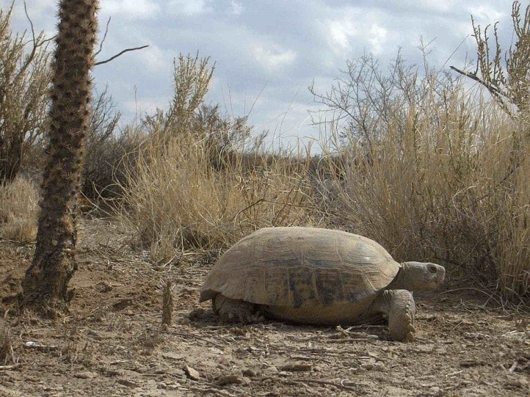 Gopherus flavomarginatus (Bolson Tortoise)