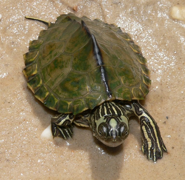 Graptemys ernsti (Escambia Map Turtle)