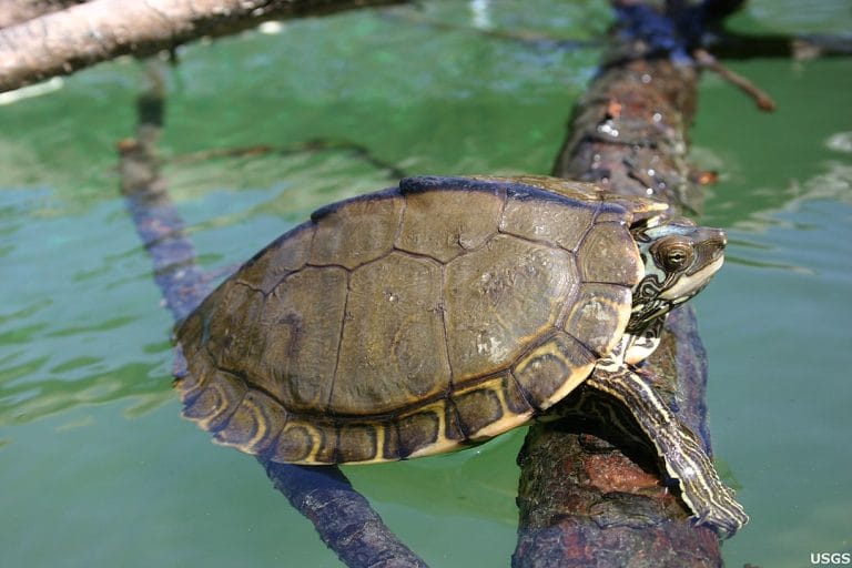 Graptemys pearlensis (Pearl River Map Turtle)