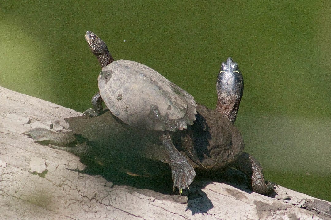 A false map turtle, one of the many Graptemys map turtle species