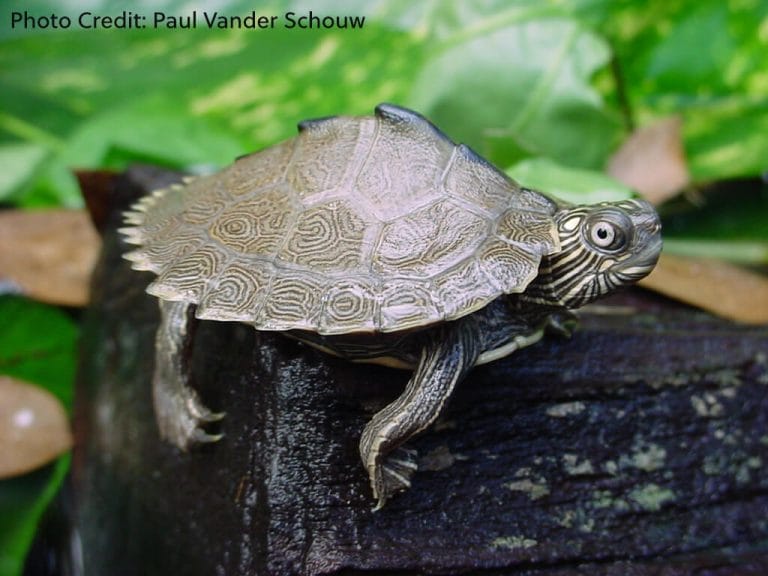 DIY Map Turtle Tank Setup Guide: Build the Ideal Home for Your Map Turtle