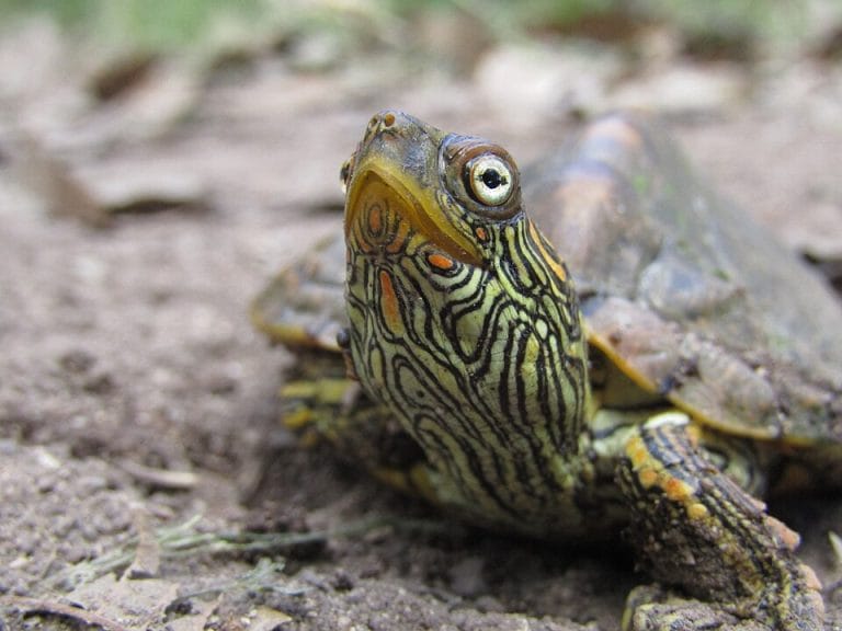 Graptemys versa (Texas Map Turtle)