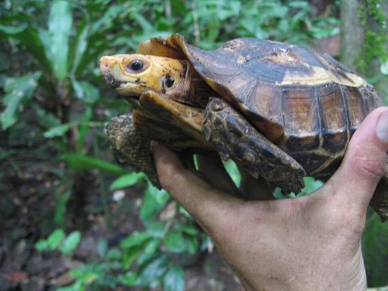 Different Types of Tortoises: A Comprehensive Guide