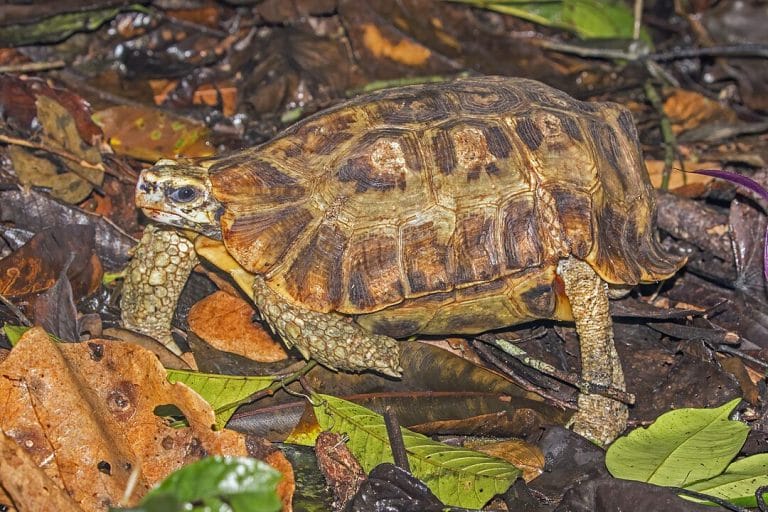 Kinixys homeana (Home’s Hinge-back Tortoise)