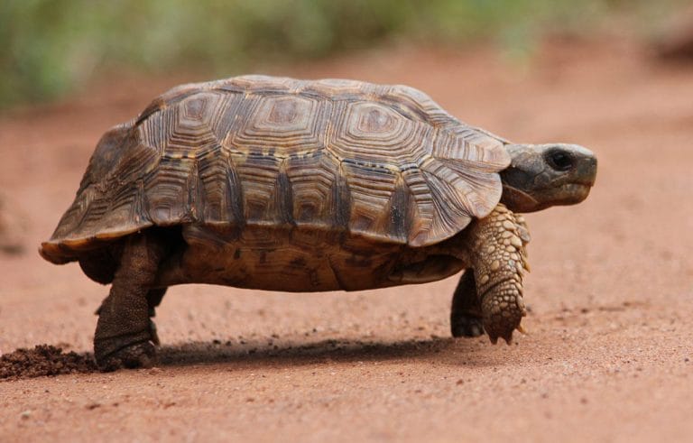 Kinixys lobatsiana (Lobatse Hinge-back Tortoise)