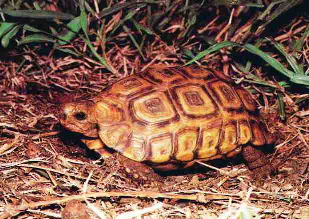 Kinixys natalensis (Natal Hinge-back Tortoise)