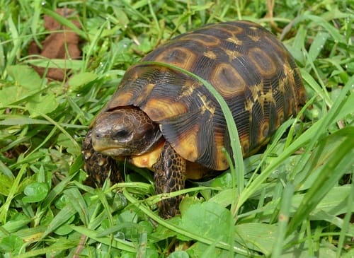Kinixys nogueyi (Western Hinge-back Tortoise)