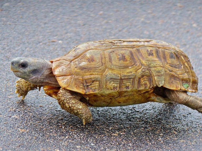 5 Super Rare Tortoise Species You Didn’t Know Existed