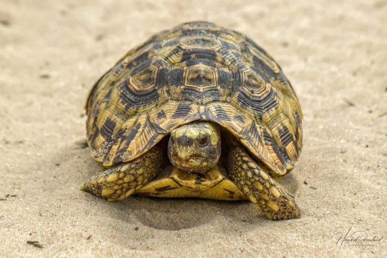 Kinixys zombensis (Eastern Hinged-Back Tortoise)
