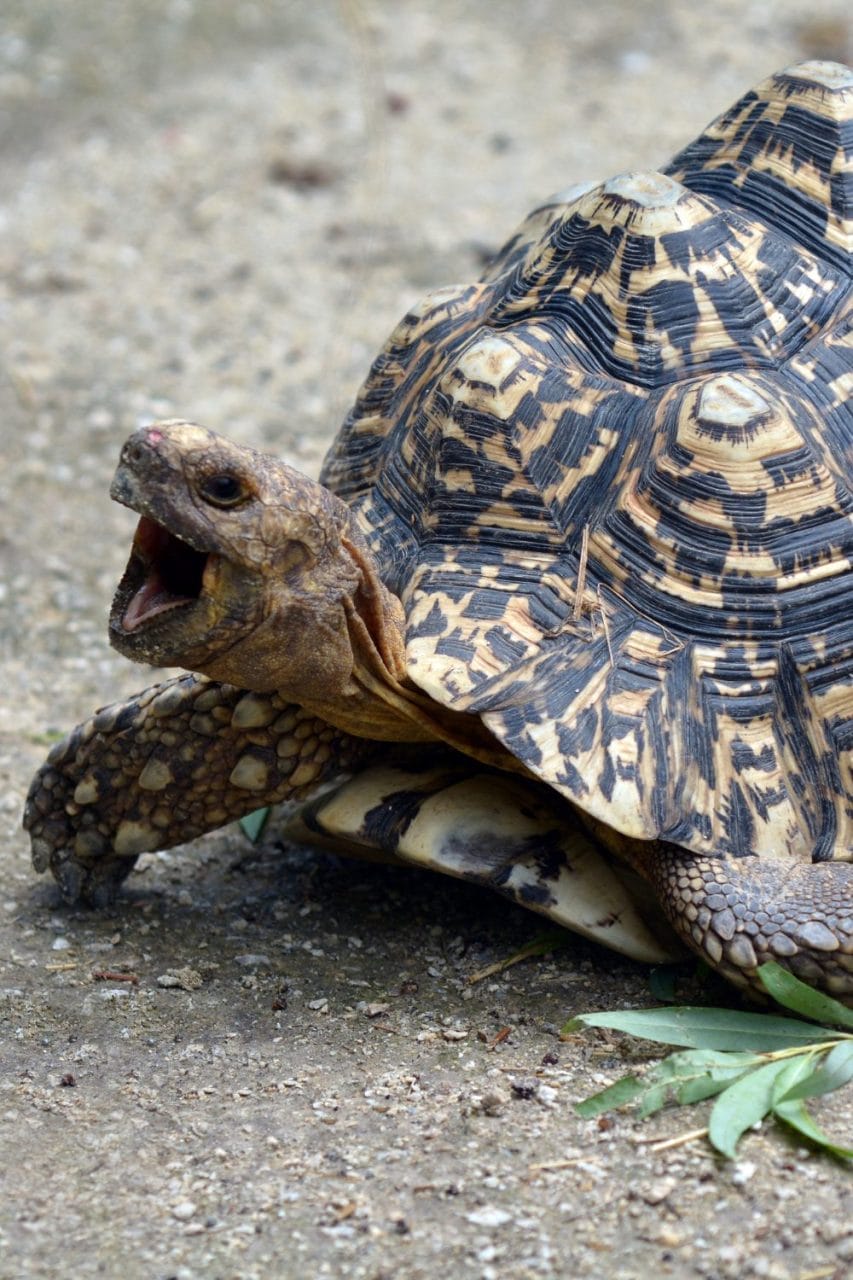 A leopard tortoise, the fastest tortoise species