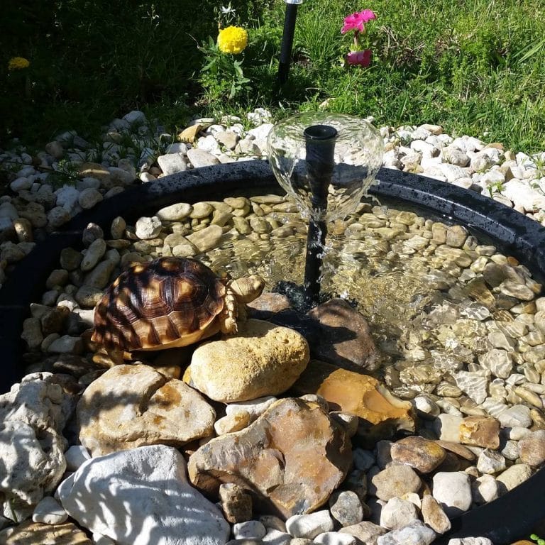 15 Tips To Make A Perfect Tortoise Habitat On A Budget