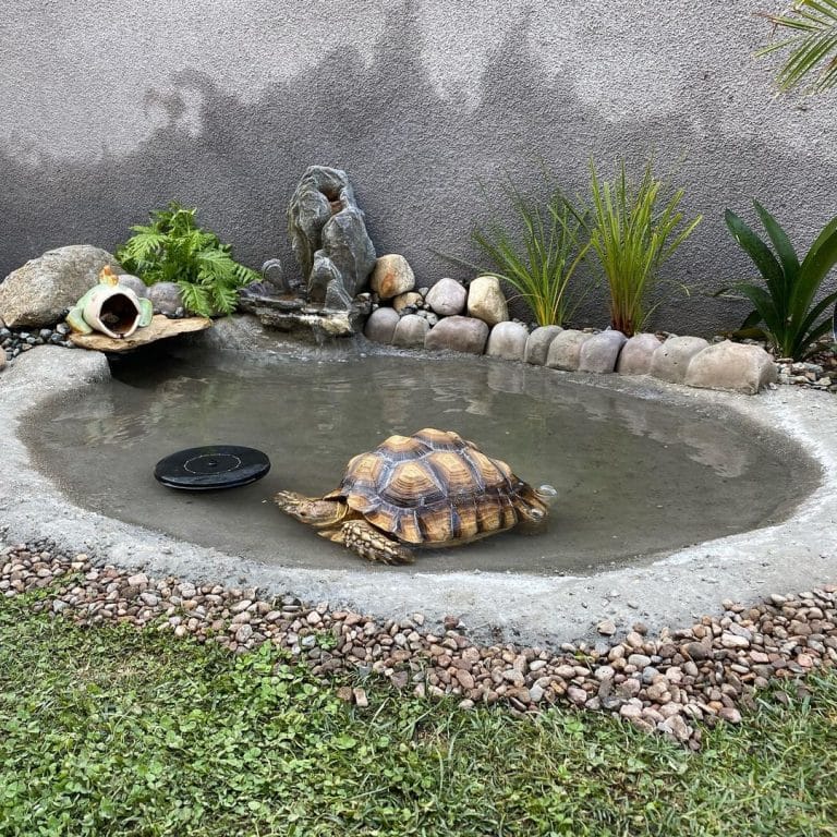How to Build the Ultimate Outdoor Tortoise Habitat with a Gorgeous Pond