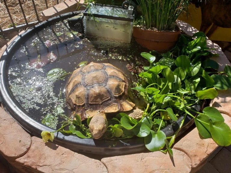 Seasonal Shifts Can Wreck Your Tortoise’s Health (If You’re Not Paying Attention)