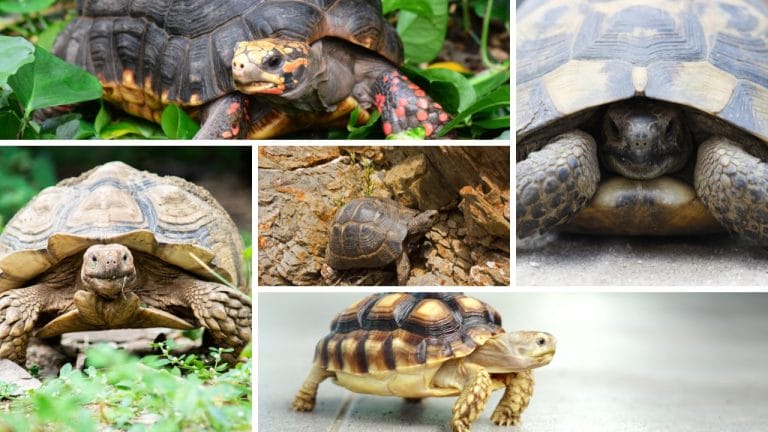 How to Instantly Recognize 5 Types of Tortoises (Even If You’re a Newbie)