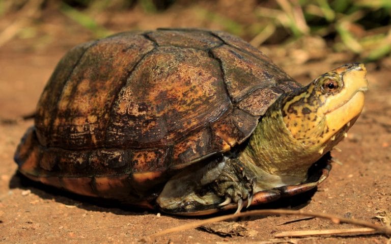 Kinosternon abaxillare (Central Chiapas Mud Turtle)