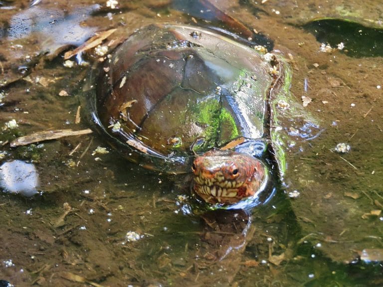 Kinosternon acutum (Tabasco Mud Turtle)