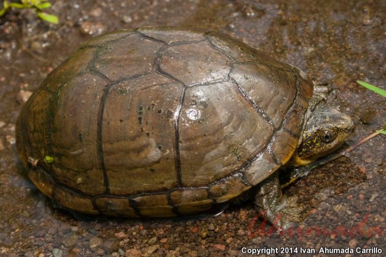 Kinosternon chimalhuaca (Jalisco mud turtle)