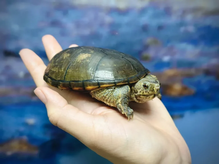 How I Built a Turtle Habitat Without Spending a Dime (Well Only A Tiny Amount)