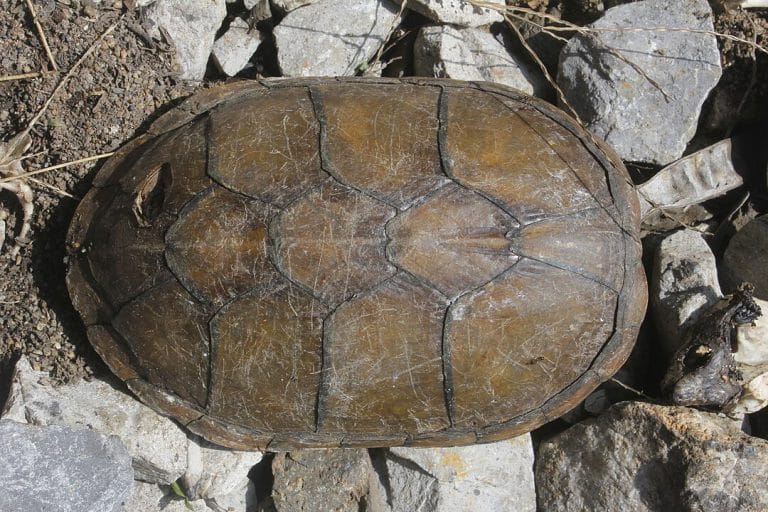 Kinosternon herrerai (Herrera’s Mud Turtle)