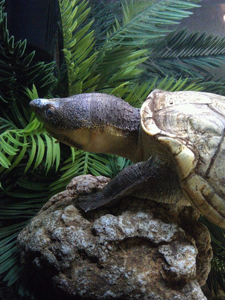 Kinosternon hirtipes (Rough-footed Mud Turtle)