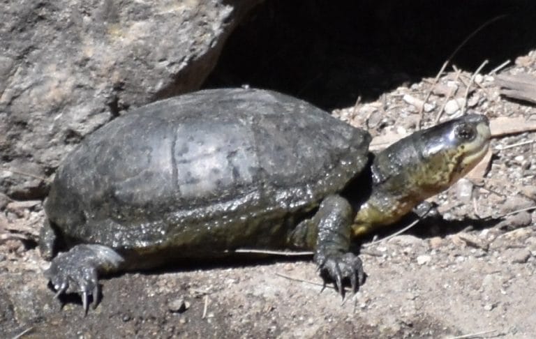 Kinosternon integrum (Mexican Mud Turtle)