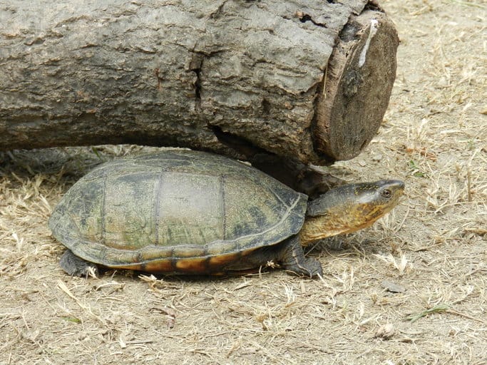 Kinosternon oaxacae (Oaxaca Mud Turtle)