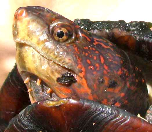 Kinosternon scorpioides (Scorpion Mud Turtle)