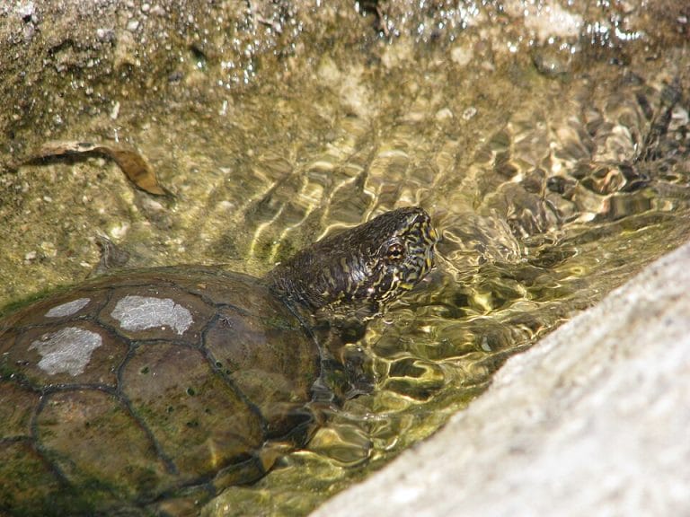 Kinosternon sonoriense (Sonora Mud Turtle)