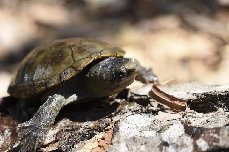 Kinosternon vogti (Vallarta mud turtle)